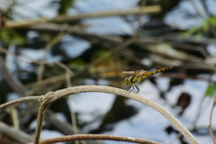 タイリクアカネ♀