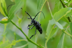 ゴマダラカミキリ