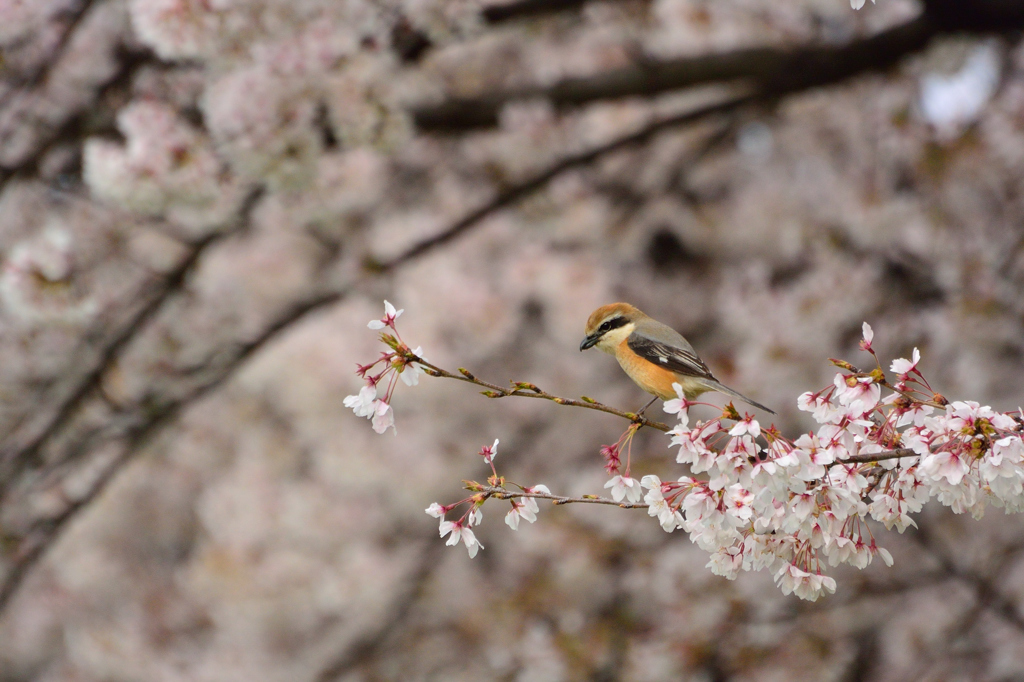 モズもお花見