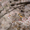 モズもお花見