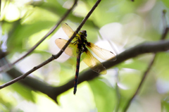 自然光のマルタンヤンマ♀