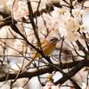 桜とホオジロ♂