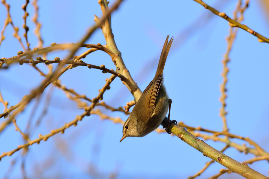 ウグイス♂