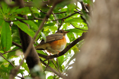 カラアカハラ♀