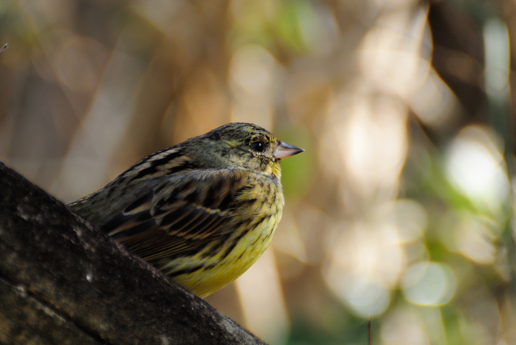 アオジ ドアップ