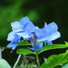 青い花