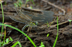 ネアカヨシヤンマ♀産卵