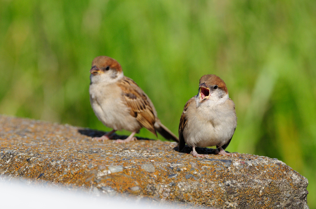 子スズメのあくび By Moz Id 写真共有サイト Photohito 子スズメのあくび By Moz Id 写真共有サイト Photohito