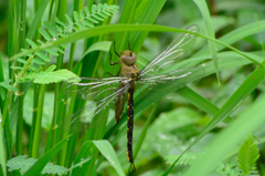 カトリヤンマ♀