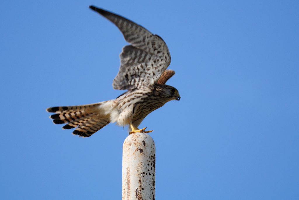 Take off!