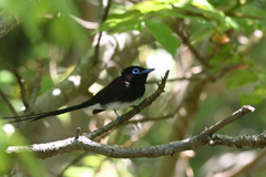 Japanese Paradise-Flycatcher