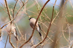 アカウソ♀