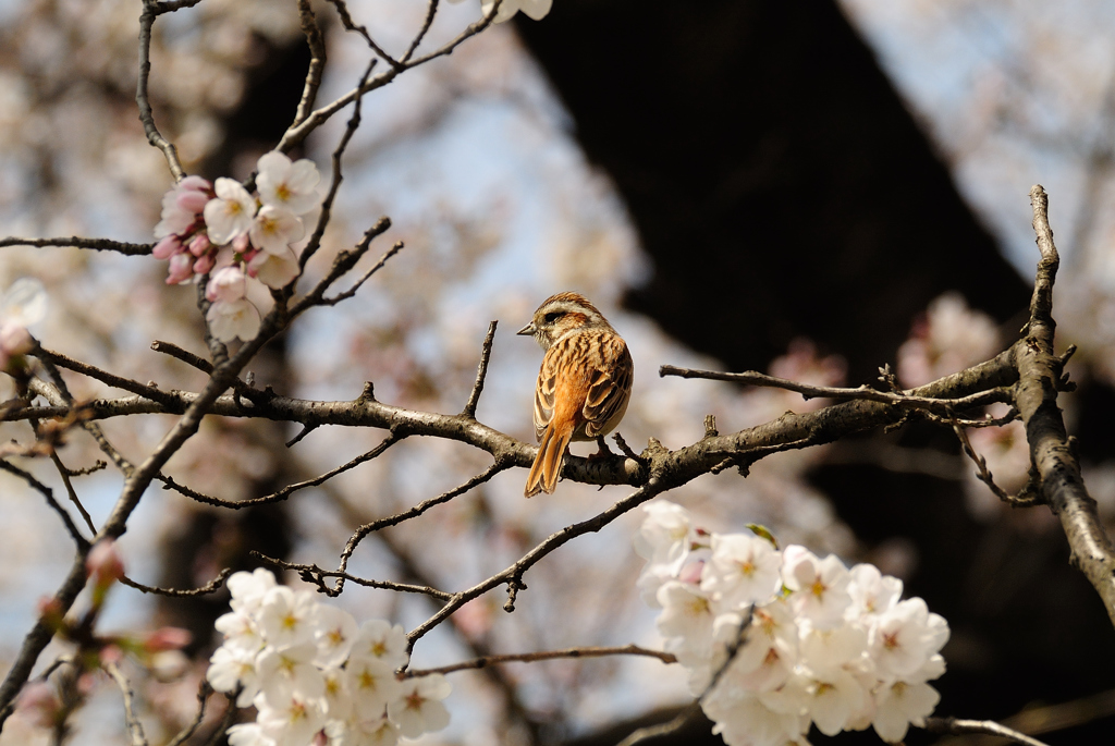 桜とホオジロ♀
