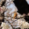 桜とホオジロ♀