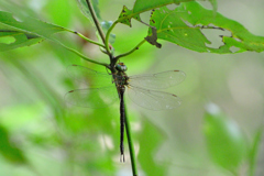 カトリヤンマ♀
