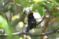 Japanese Paradise-Flycatcher