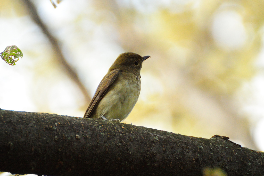 キビタキ♀