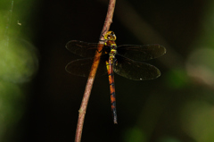 マルタンヤンマ♀