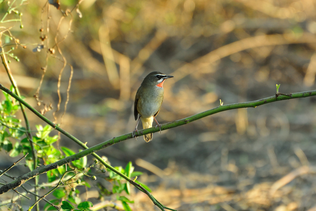 Siberian Rubythroat in morning glow.