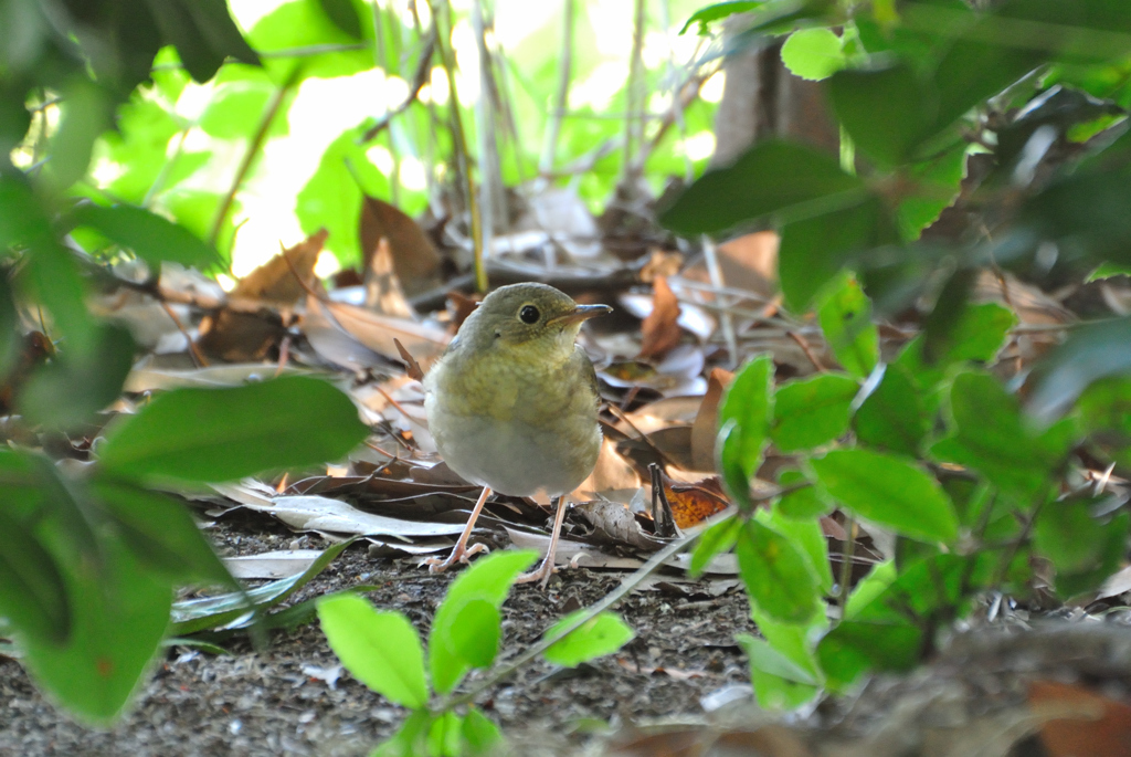 コルリ♀