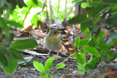 コルリ♀