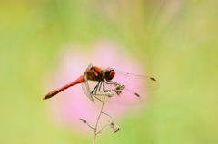 ナツアカネ♂