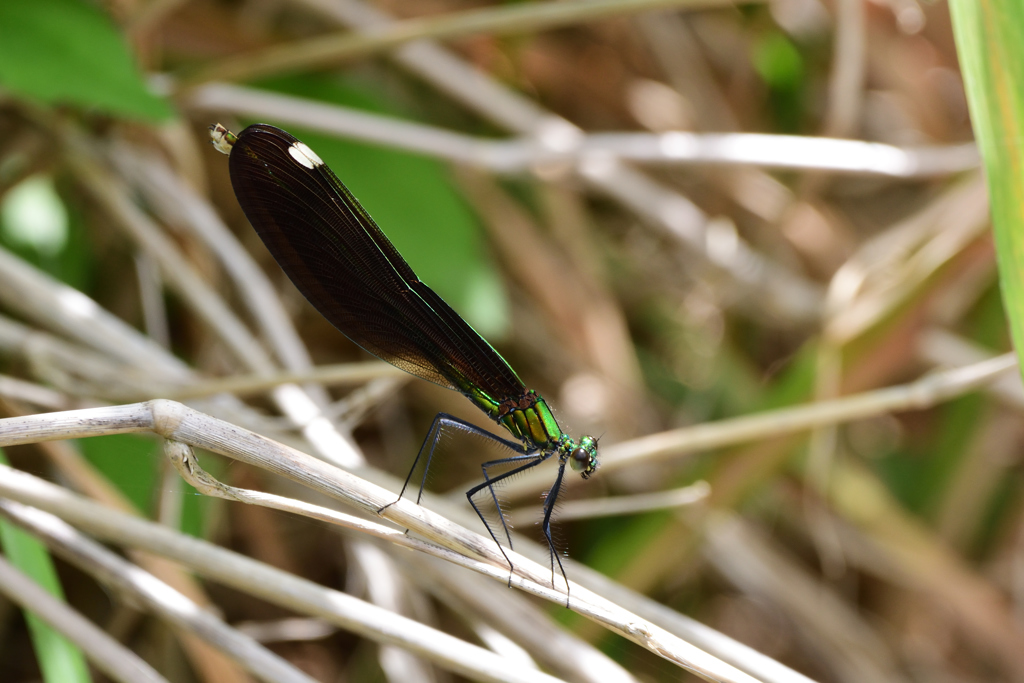 アオハダトンボ未熟♀