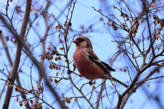 ベニマシコ♂成鳥冬羽