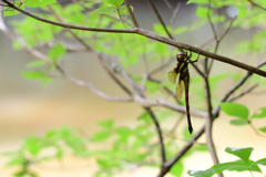 自然光のマルタンヤンマ♀