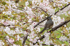 山桜とヒヨドリ