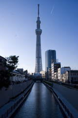 青々しいスカイツリー