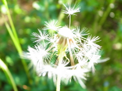 飛びます