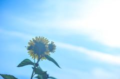 僕の夏色