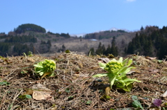 里山にも春が