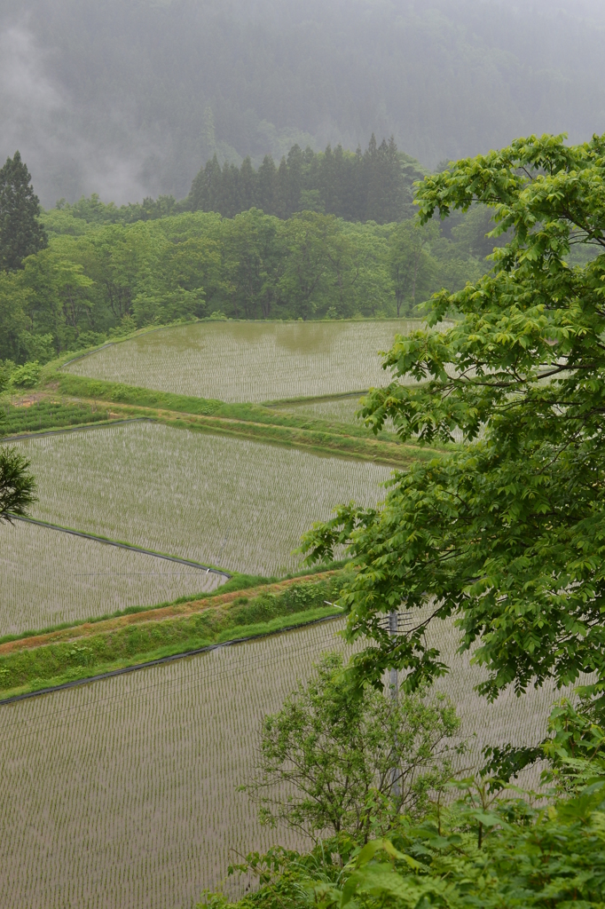 田植え後の一服