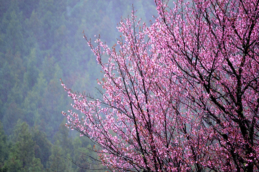 大山桜