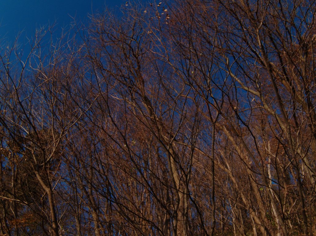 初冬ノ風景