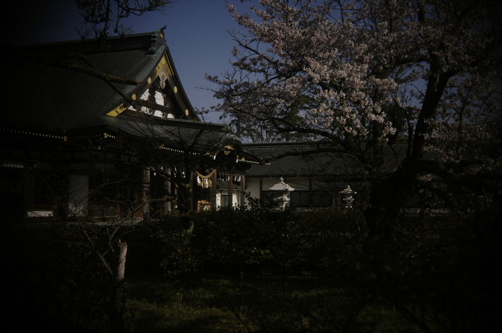 高清水公園/護国神社ノ櫻