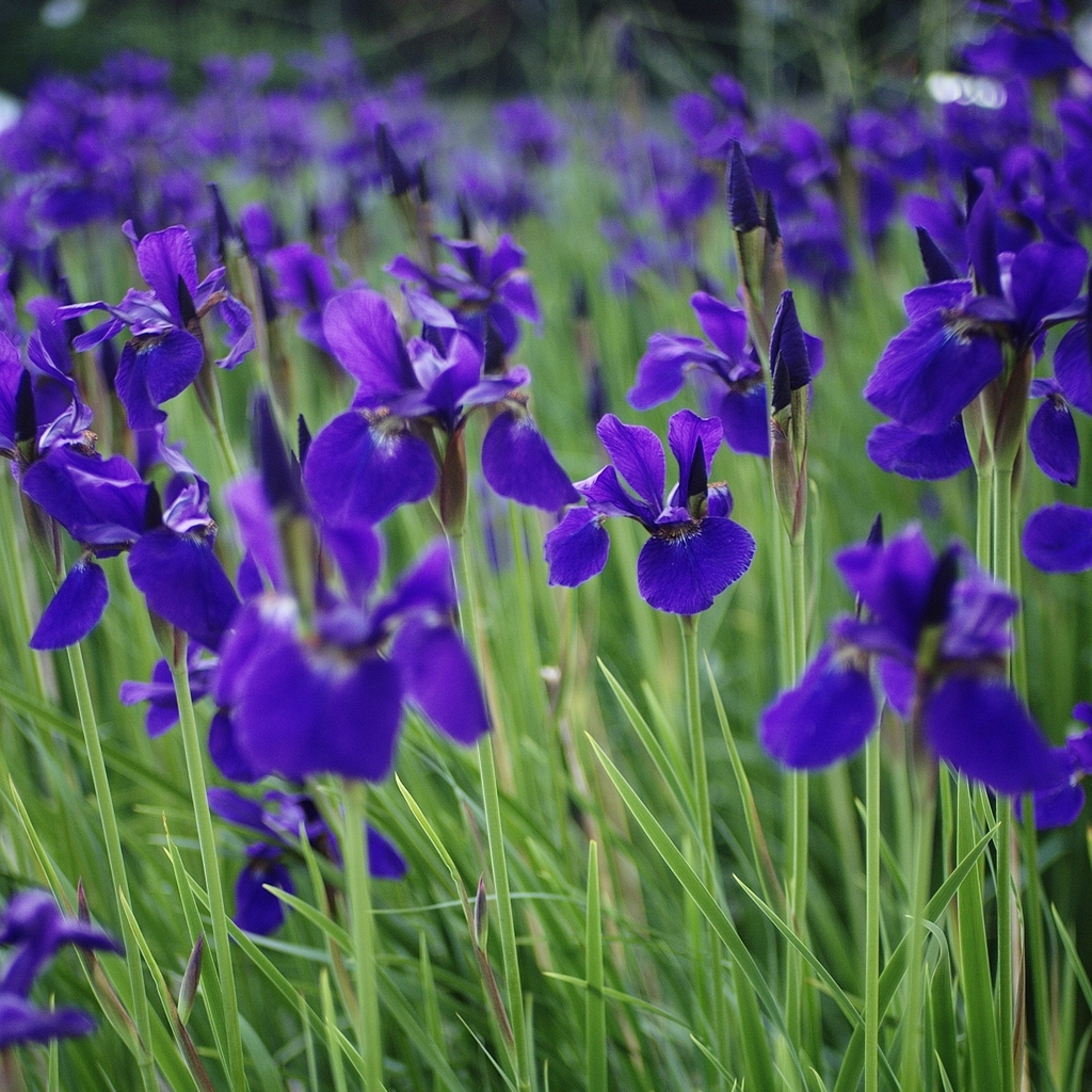 イズレ菖蒲カ杜若