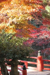 もみじの橋