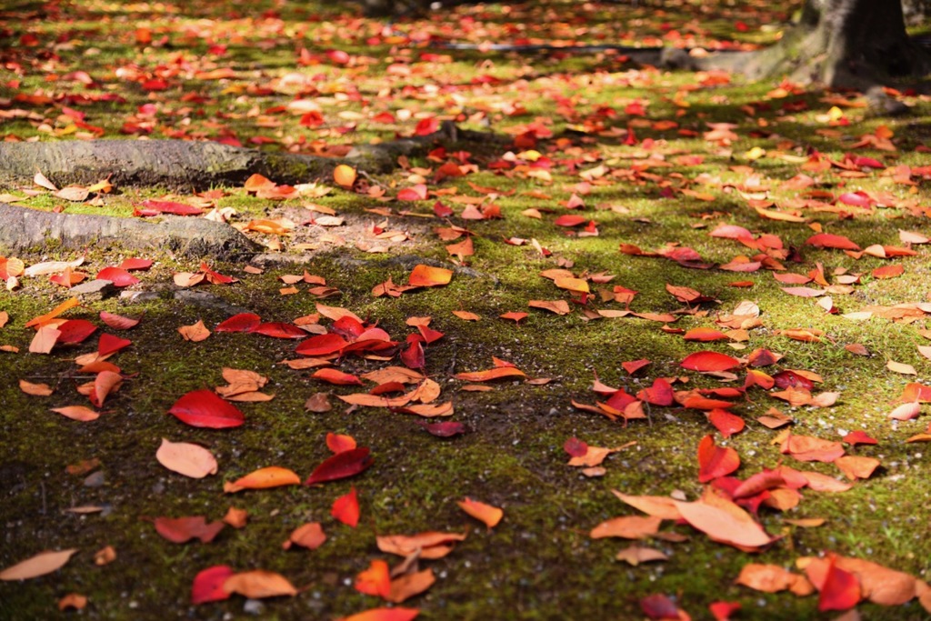 紅葉踏み分け