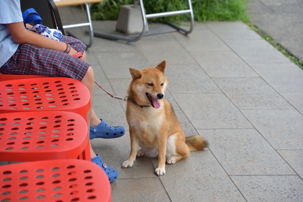 ハンサム犬