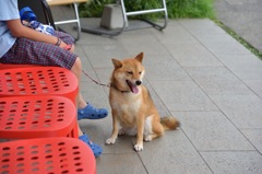 ハンサム犬