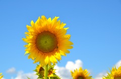 夏の日