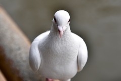 Whitey