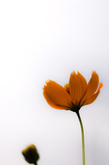 yellow flower