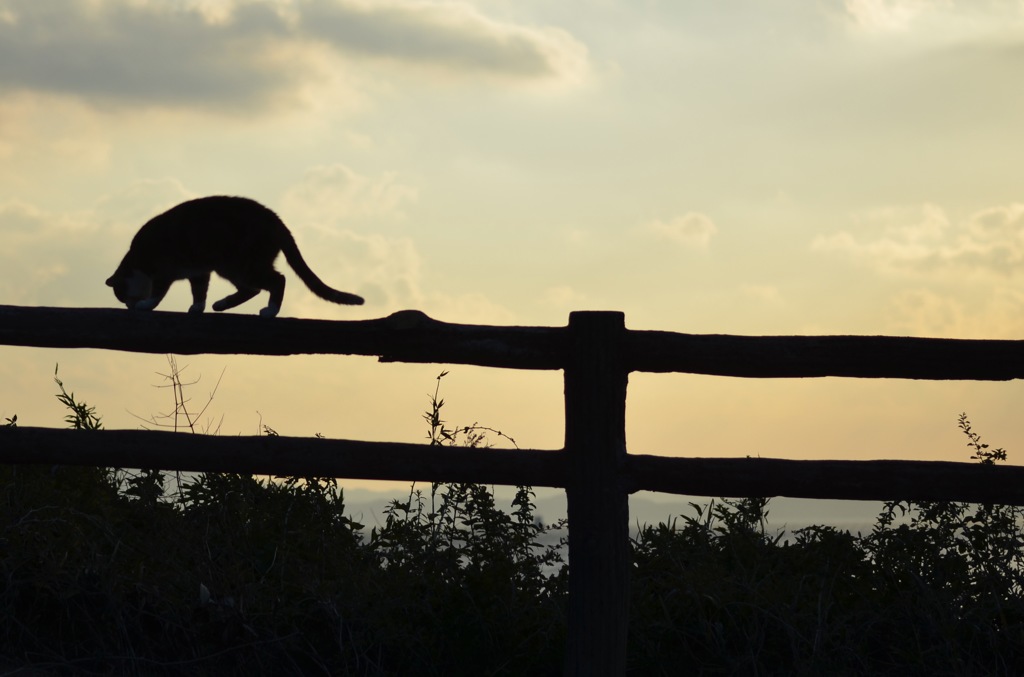 Shadow cat