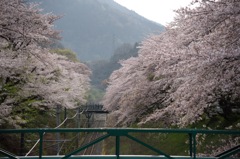 桜時雨