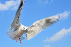 Flapping