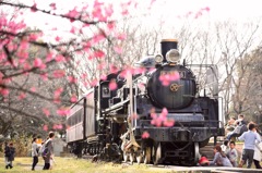 Sakura Train